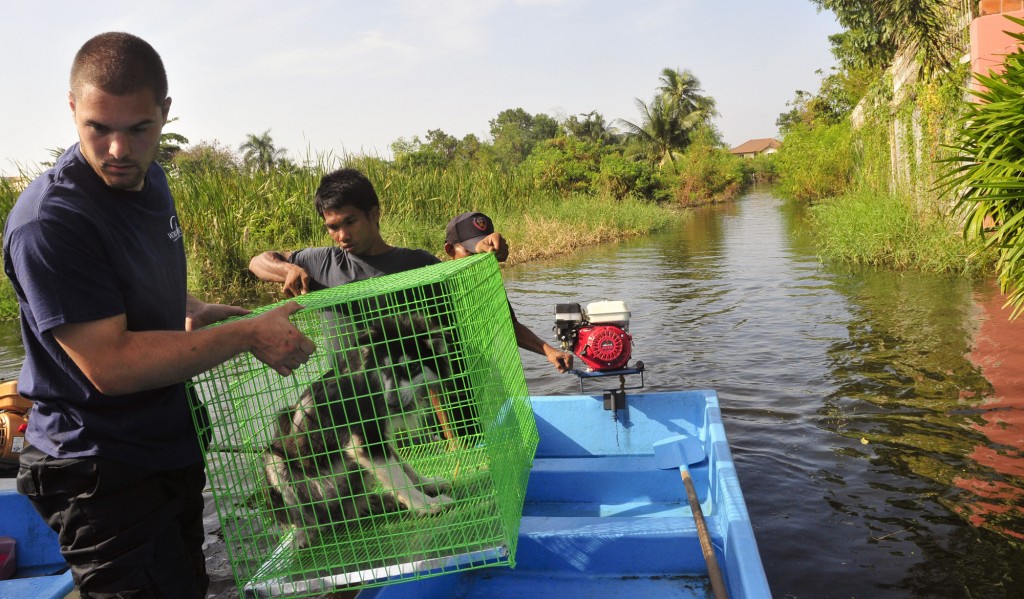 ThaiRadder3