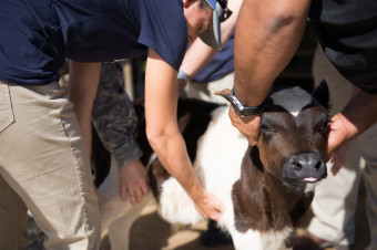 vets tonga calf exam calls neuter spay worldvets veterinarian