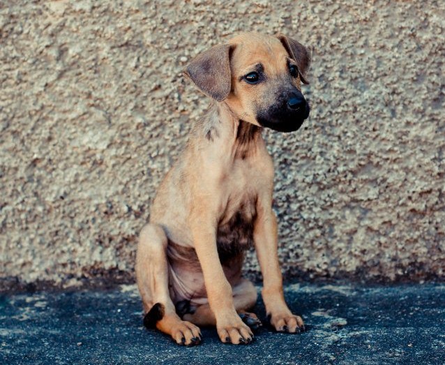 Nicaragua street puppy