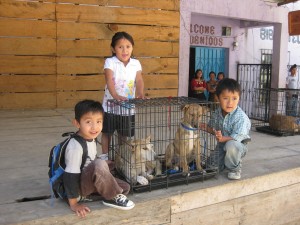 Young Pet Owners Guatemala