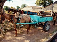 Equine Welfare Program, Nicaragua