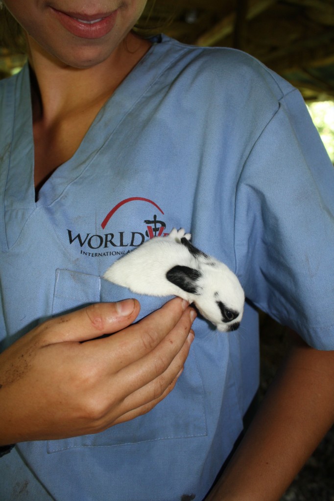 Shop & Help Animals in Need Visit the World Vets Store World Vets