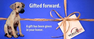 Gift-card-blue