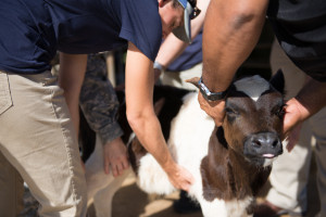 World Vets volunteer veterinarian, Dr. Kristin Camp, gives a calf a physical exam to ensure that the calf is healthy