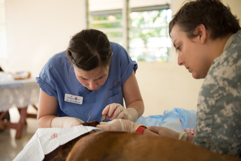 World Vets Working in Tonga; Farm Calls, Education & Spay/Neuter