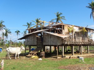 Rural farm in Daanbantayan, Northern Cebu with goat shed damaged in the Typhoon.