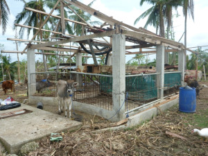 Government Farm in Daanbantayan, in Barangay Tambungon, that was heavily damaged by the typhoon.
