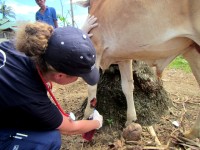 Dr. Helle Hydeskov cleans a wound on a cows leg which was caused by flying metal during the Typhoon.