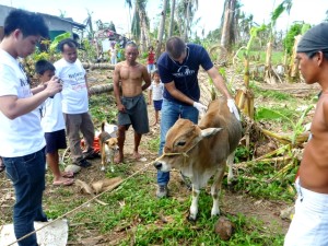 Dr. Springer Browne examines a young cow