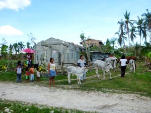 Owners wait to have their livestock and dogs treated at the first of three clinic field sites in Dapdap, Daanbantayan