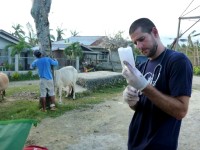 Dr. Springer Browne prepares medications for a cow at a field clinic.