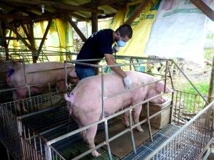 Dr. Springer Browne examines a pig