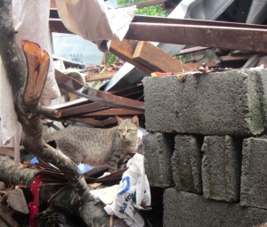 A cat in Tacloban city wanders through the rubble