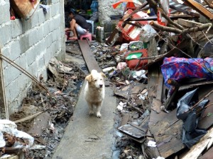 A dog wanders between houses in Tacloban City
