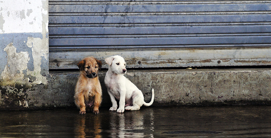 World Vets Responds to Philippines Typhoon - World Vets - to improve the  quality of life of animals, people & the environments in which they live by  providing veterinary...