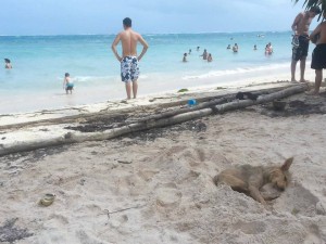 A roaming dog takes a nap in the sand amongst tourists and beach goers on San Andres Island