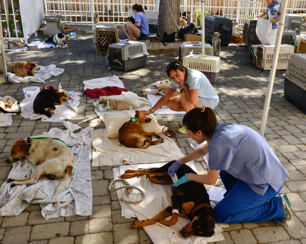 Opportunities for Students - World Vets - to improve the quality of