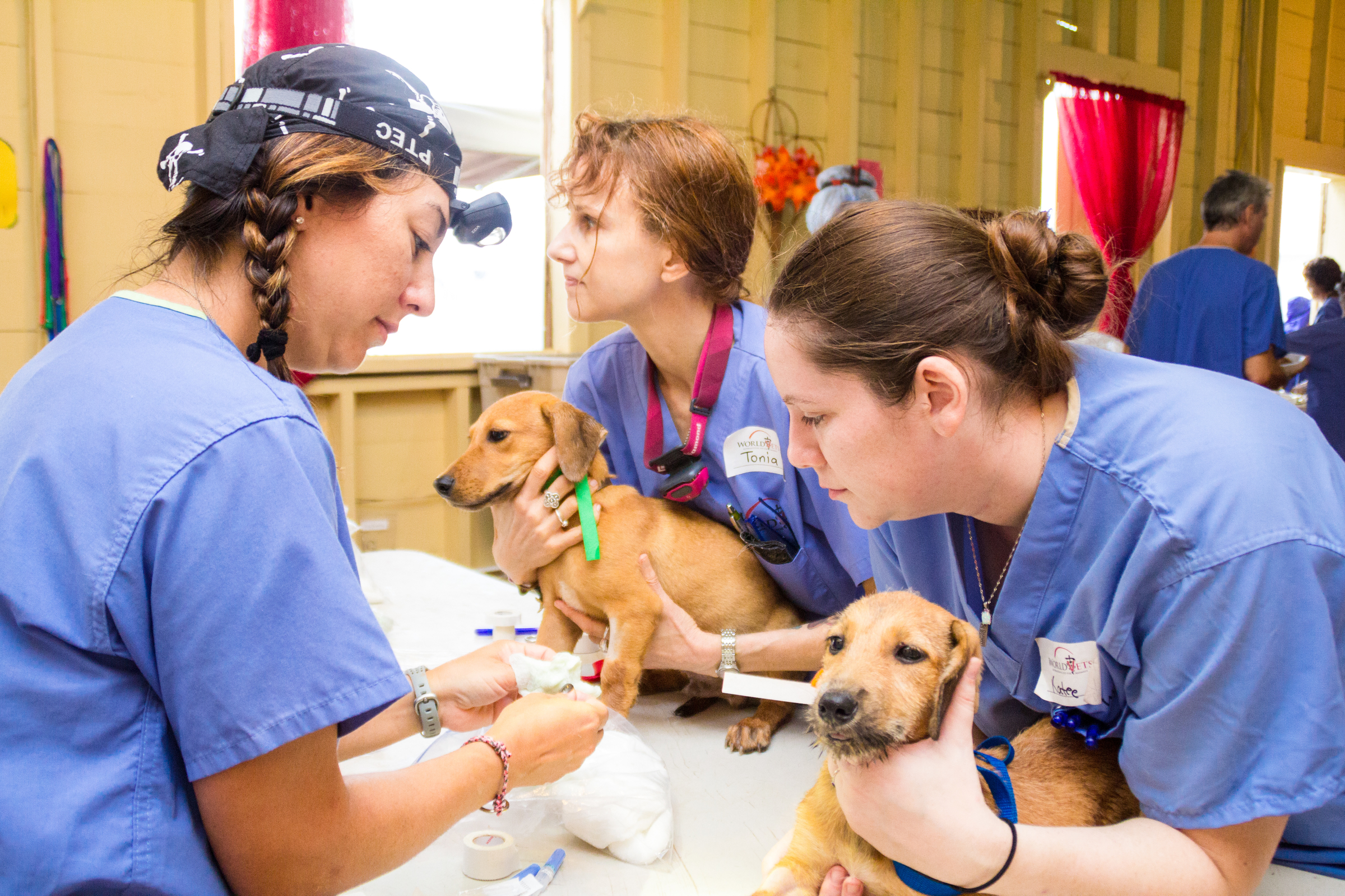 Opportunities for Students - World Vets - to improve the quality of life of  animals, people & the environments in which they live by providing  veterinary...