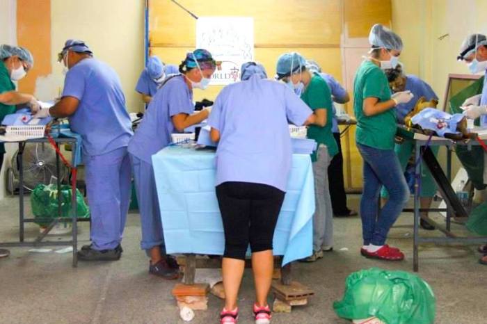 Training Local Veterinarians & Providing Veterinary Services in Paraguay