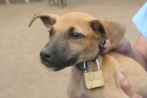 dog lock collar