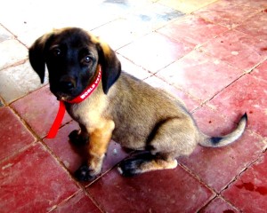 pupcollar