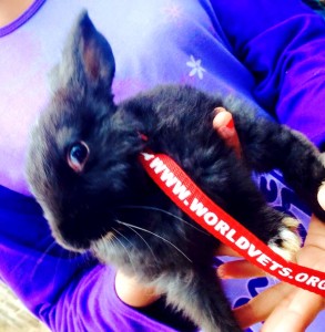 rabbitcollar