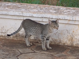 india9