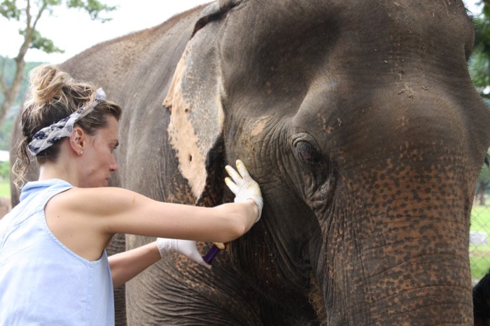 World Vets Thailand Elephant Experience