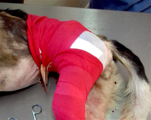 Pinta after surgery