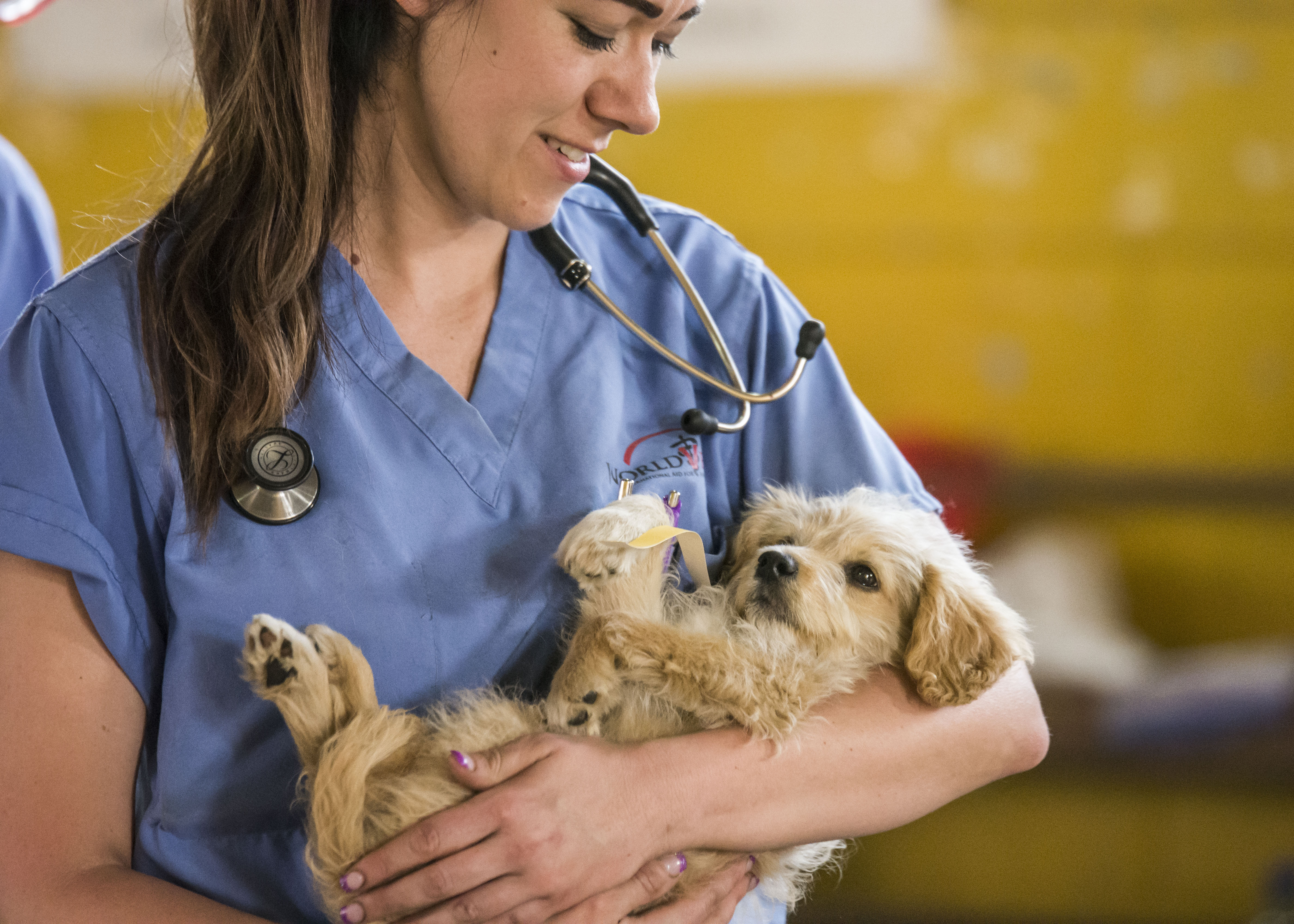 Veterinarians With Animals