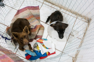 WorldVets in Imbabura, Ecuador