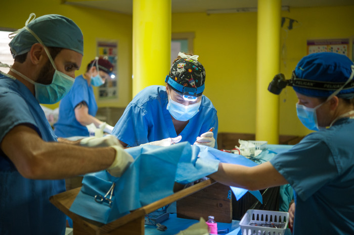 Essential veterinary services provided in the Bay Islands, Honduras