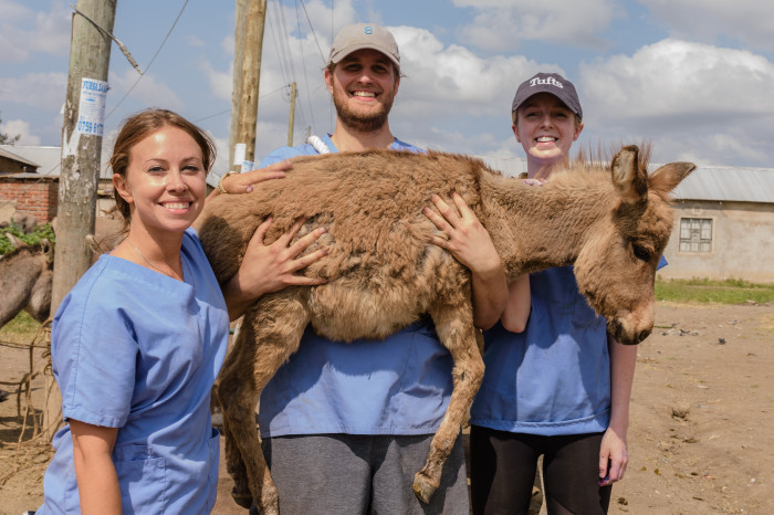 Donkey Welfare Project Operated in Tanzania