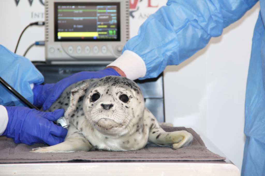 Marine Mammal Rescue and Response - World Vets - to improve the
