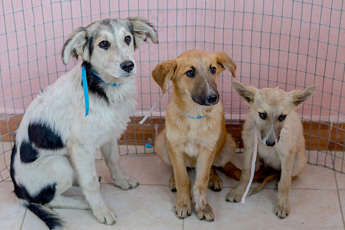 Hundreds of Animals Benefit from Veterinary Campaigns carried out in March