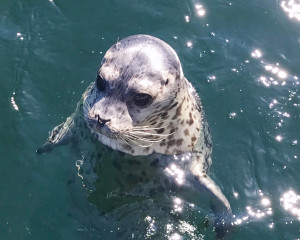 seal