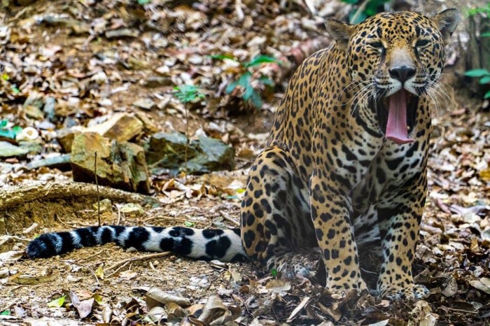 World Vets Team Helps Wildlife in Honduras