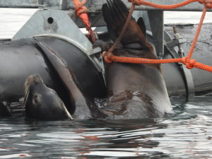 California sea lion impaled on bolt. NOAA PERMIT # 18786-03