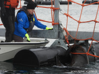 World Vets CEO Dr. Cathy King assessing the impaled sea lion. 