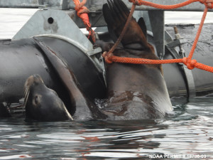 California sea lion impaled on bolt.