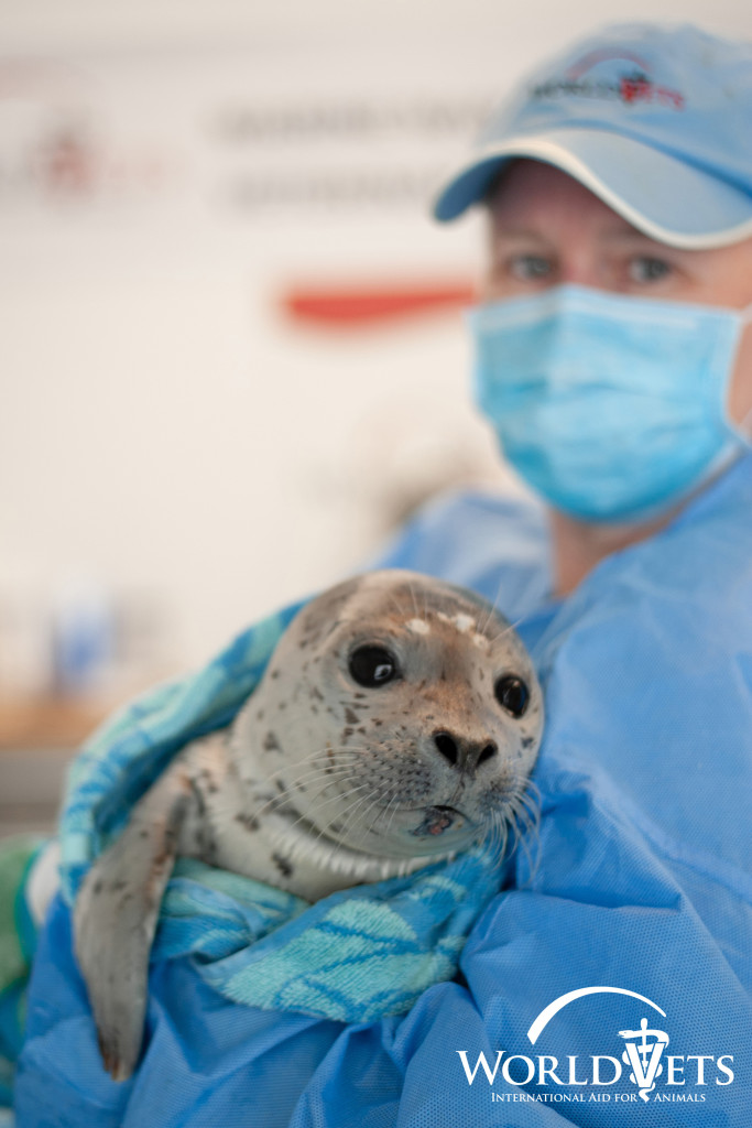 Rescue of Harbor Seal Pup in Washington - World Vets - to improve the ...