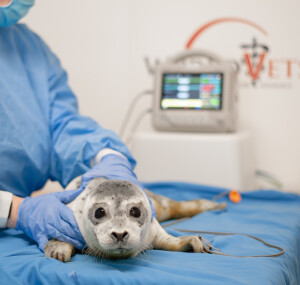 Pup receiving care at World Vets marine mammal urgent care center