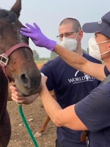 Giving Tuesday animals