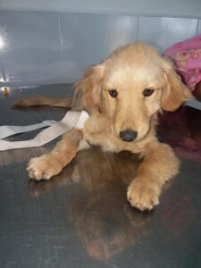 Treated for a Parvo virus infection