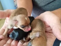 Puppies delivered by emergency C-section