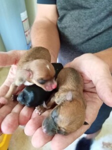 Puppies delivered by emergency C-section