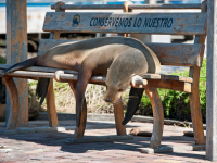 Seal on bench