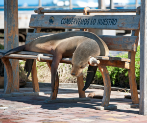 Seal on bench