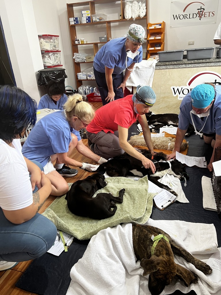 News Updates - World Vets - to improve the quality of life of animals ...