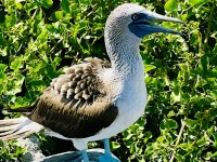 Blue-Footed Booby (Photo Credit - WorldVets)